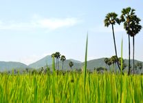 Kampong Chhnang - Rijstvelden - Cambodja